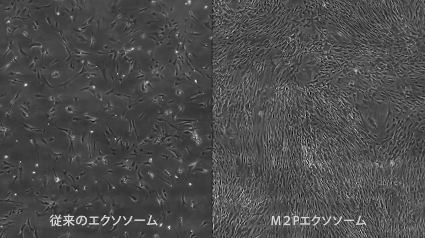 エリート幹細胞と高純度