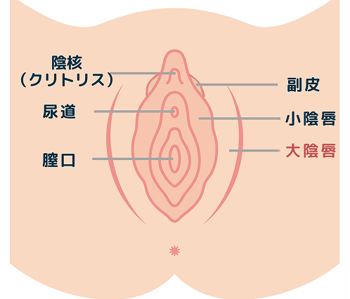 大陰唇縮小の施術イメージ