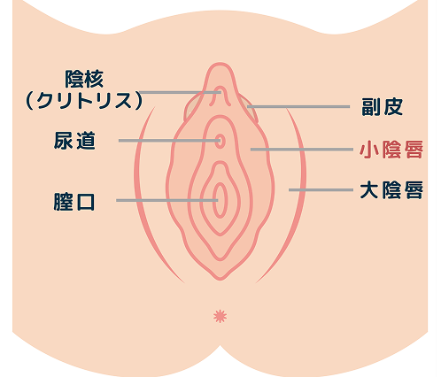 小陰唇縮小の施術イメージ
