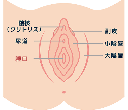 膣口形成の施術イメージ