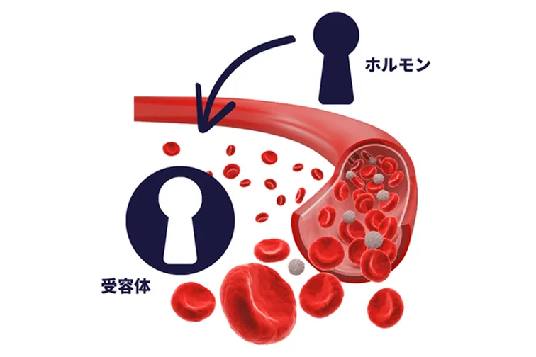 ホルモンが特定の細胞レセプターへ作用する仕組み