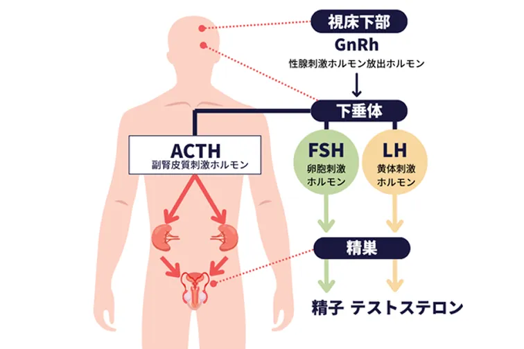 視床下部・下垂体・精巣に関わるホルモン作用の流れ