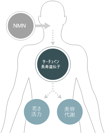 NMN点滴療法・NAD＋点滴療法とは