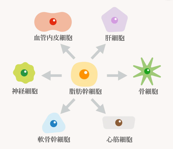 老化した細胞や傷ついた組織を再生する治療