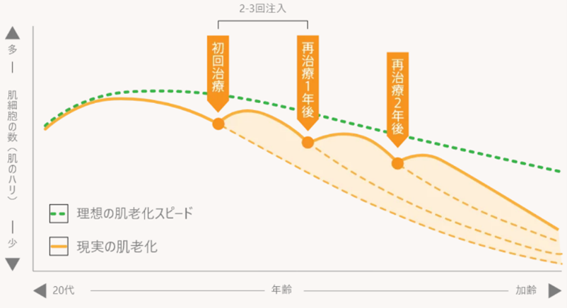 肌老化のスピードをゆるやかにする真皮線維芽細胞療法