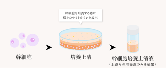 浄化濃縮幹細胞培養上清液点滴とは