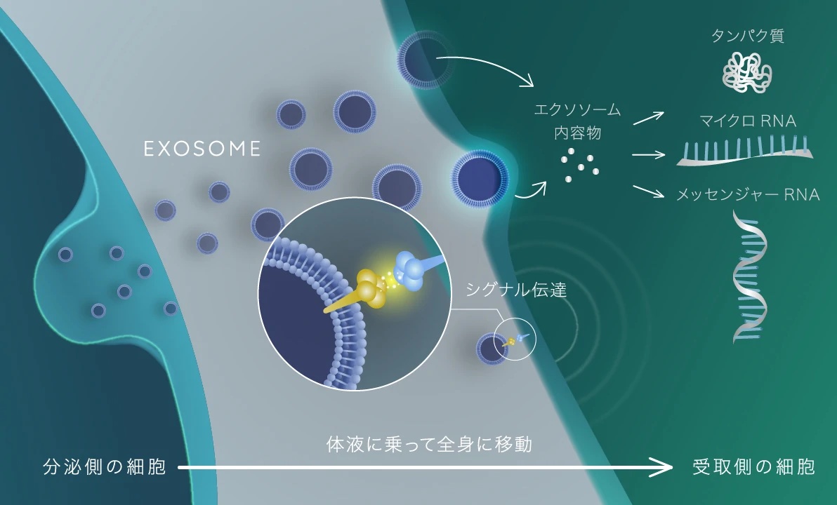 エクソソーム注入とは