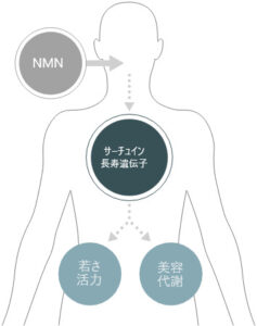 NMNのはたらき