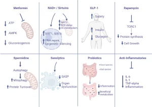 メトホルミンとは？老化研究でも注目される理由