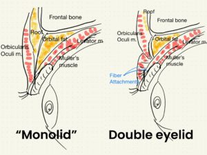 二重_くぼみ目_解剖図