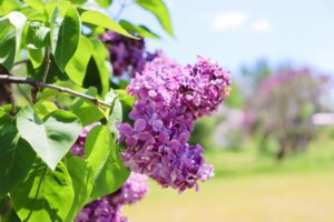 フレンチライラック、メトホルミン