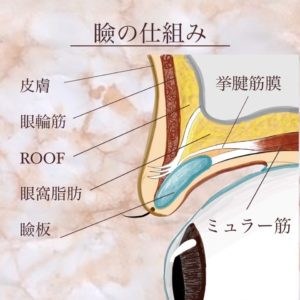 瞼の仕組み