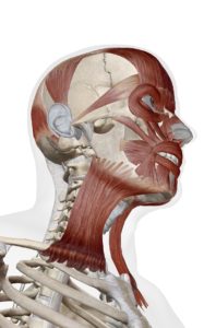 ボトックスリフトとは？首ボトックスでフェイスラインすっきり！【医師監修】