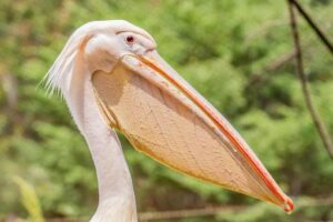 顎下のたるみに対するペリカン手術のイメージ