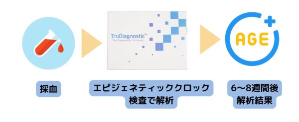 生物学的年齢 銀座・表参道にあるBIANCA CLINIC ビアンカクリニック｜美容外科・美容皮膚科・再生医療・美容婦人科・美容内科・医療アートメイク