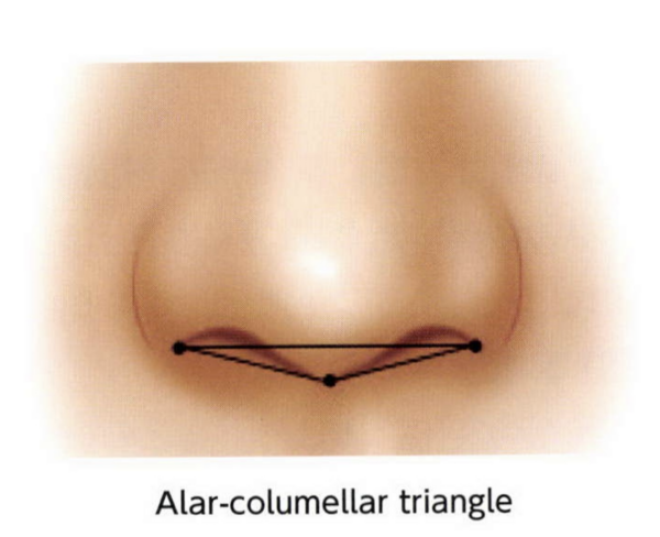 鼻柱下降術とは？「鼻柱下降術」と「鼻中隔延長」の違い｜銀座・表参道にあるBIANCA CLINIC ビアンカクリニック｜美容外科・美容皮膚科・再生医療・美容婦人科・美容内科