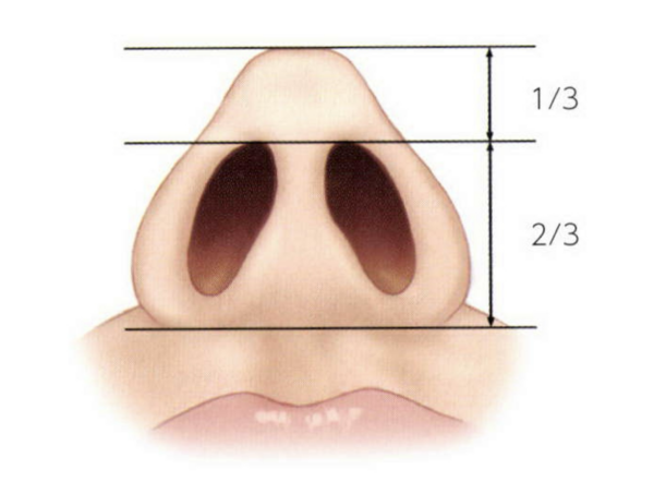 美しい鼻とは?|黄金比と理想のバランス|銀座・表参道にあるBIANCA CLINIC ビアンカクリニック|美容外科・美容皮膚科・再生医療・美容婦人科・美容内科