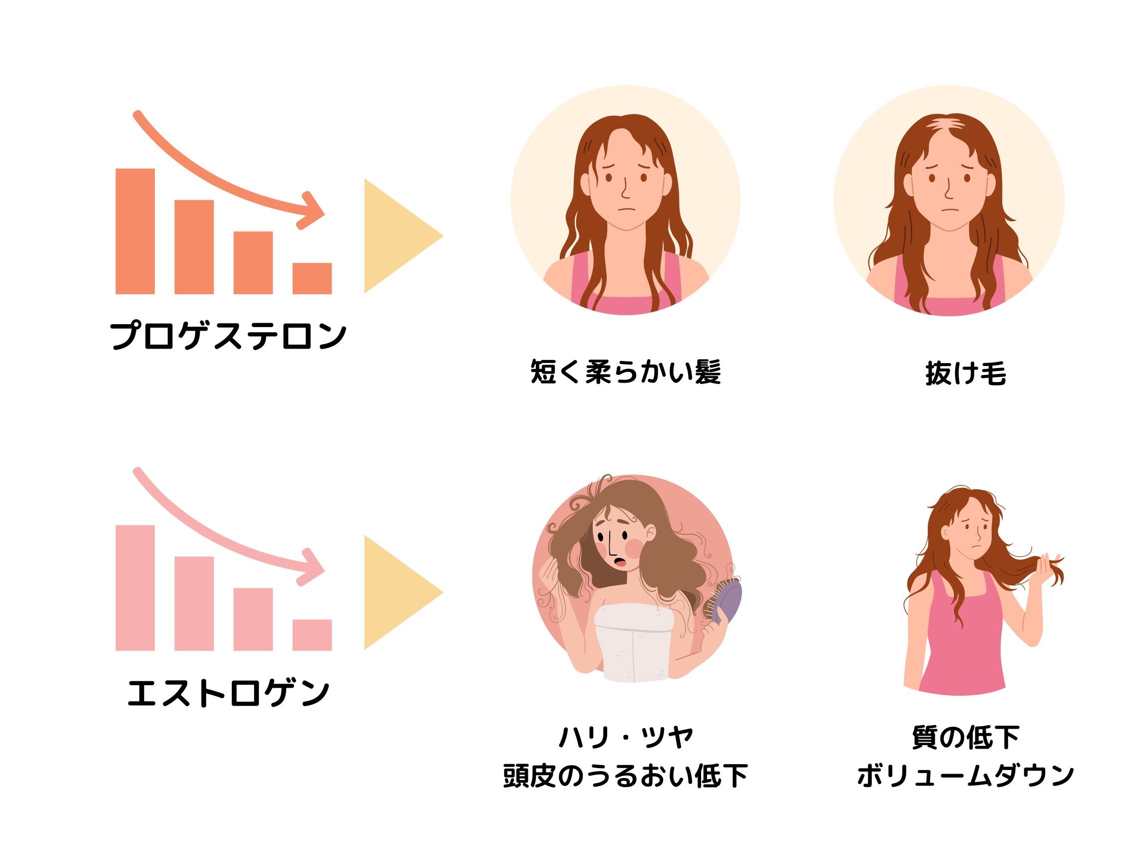 FAGAのヘアサイクルと健康なヘアサイクル