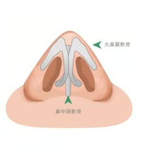 鼻の構造を説明する画像