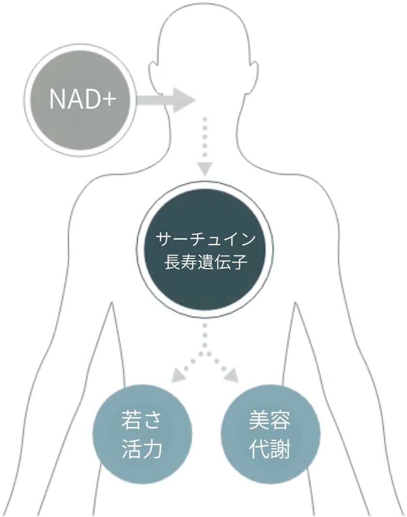 NAD＋点滴療法とは