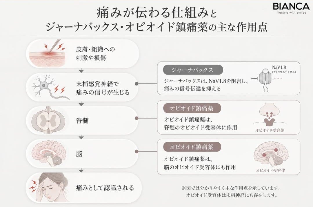 ジャーナバックスとオピオイド鎮痛薬の主な作用点をまとめた図